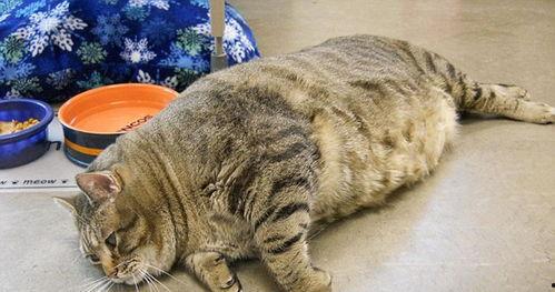 娱乐吃瓜酱胖猫,揭秘娱乐圈那些不为人知的幕后故事